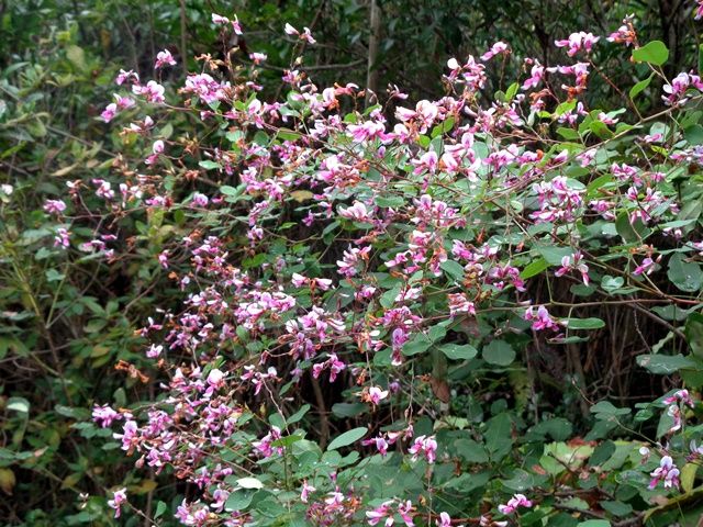 里山の植物②