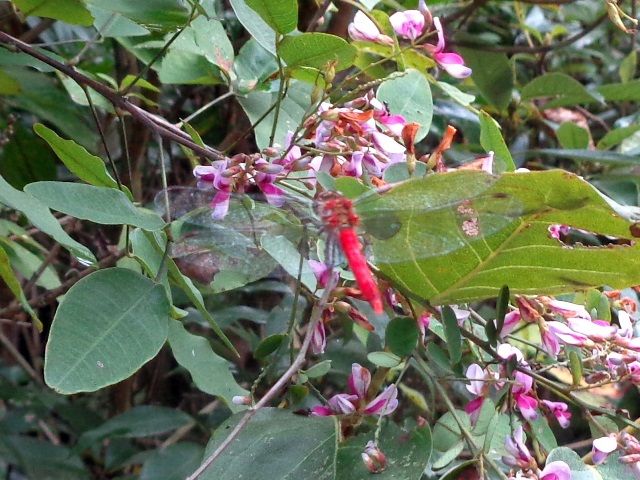 里山の植物②