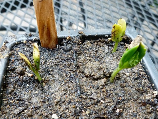 逆立ちして発芽するキュウリ