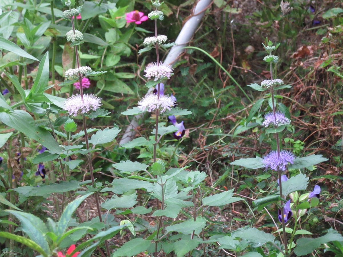 由愛(ゆめ)の花日記♪