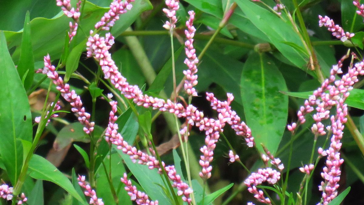 山歩きで秋を感じたこと-サクラタデ