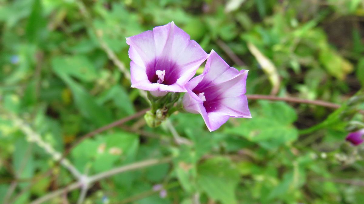 秋の山歩きで見つけた花-ホシアサガオ