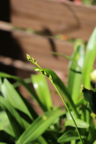 ランの蕾を発見