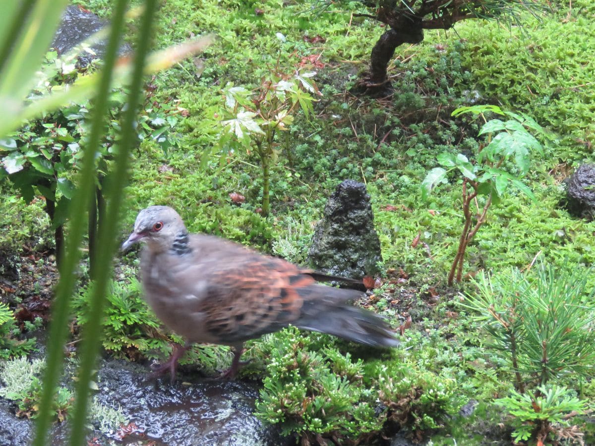 キジバトが雨宿りにやって来た