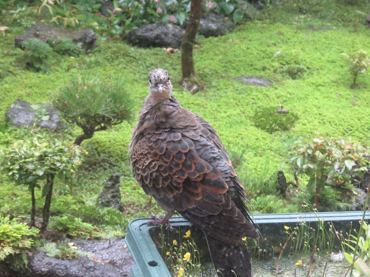 キジバトが雨宿りにやって来た