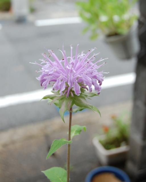 夏の花がいろいろ