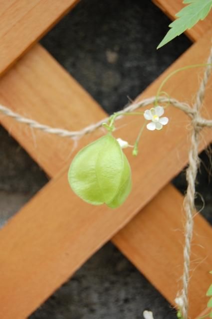 夏の花がいろいろ