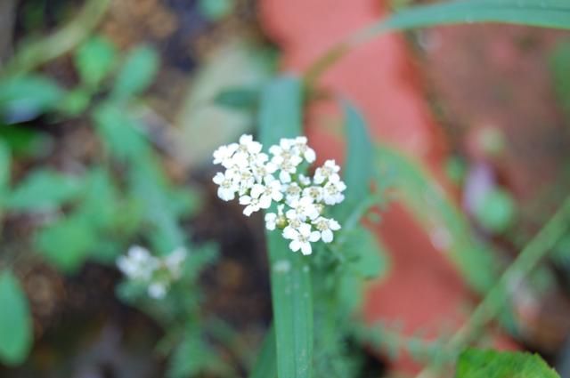 夏の花がいろいろ