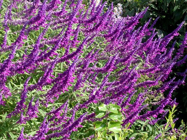 満開の花