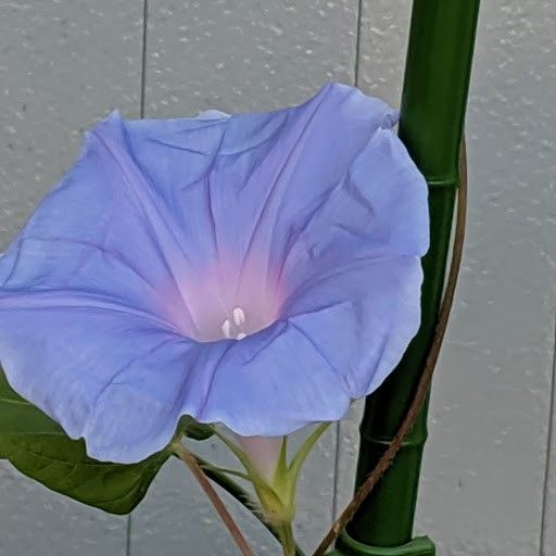 台風一過の花たち！