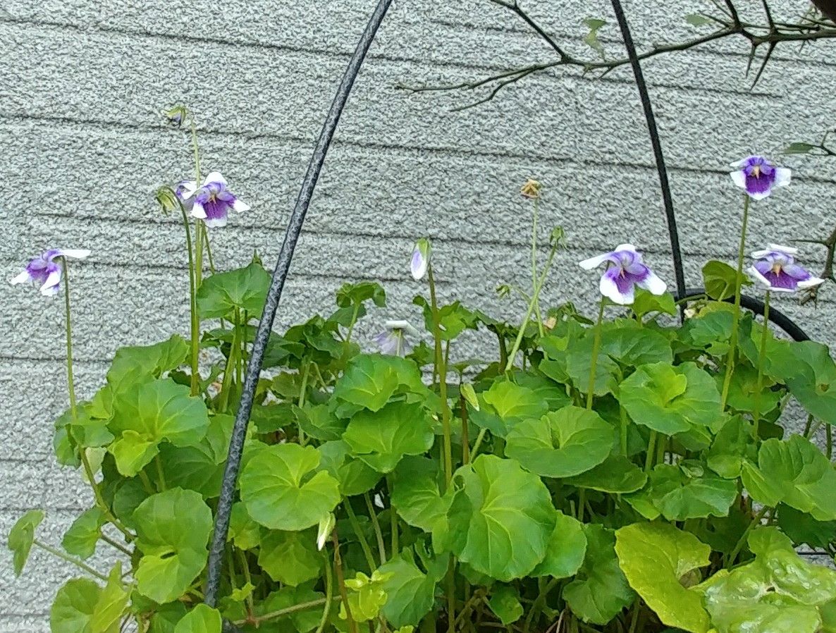 また雨☔