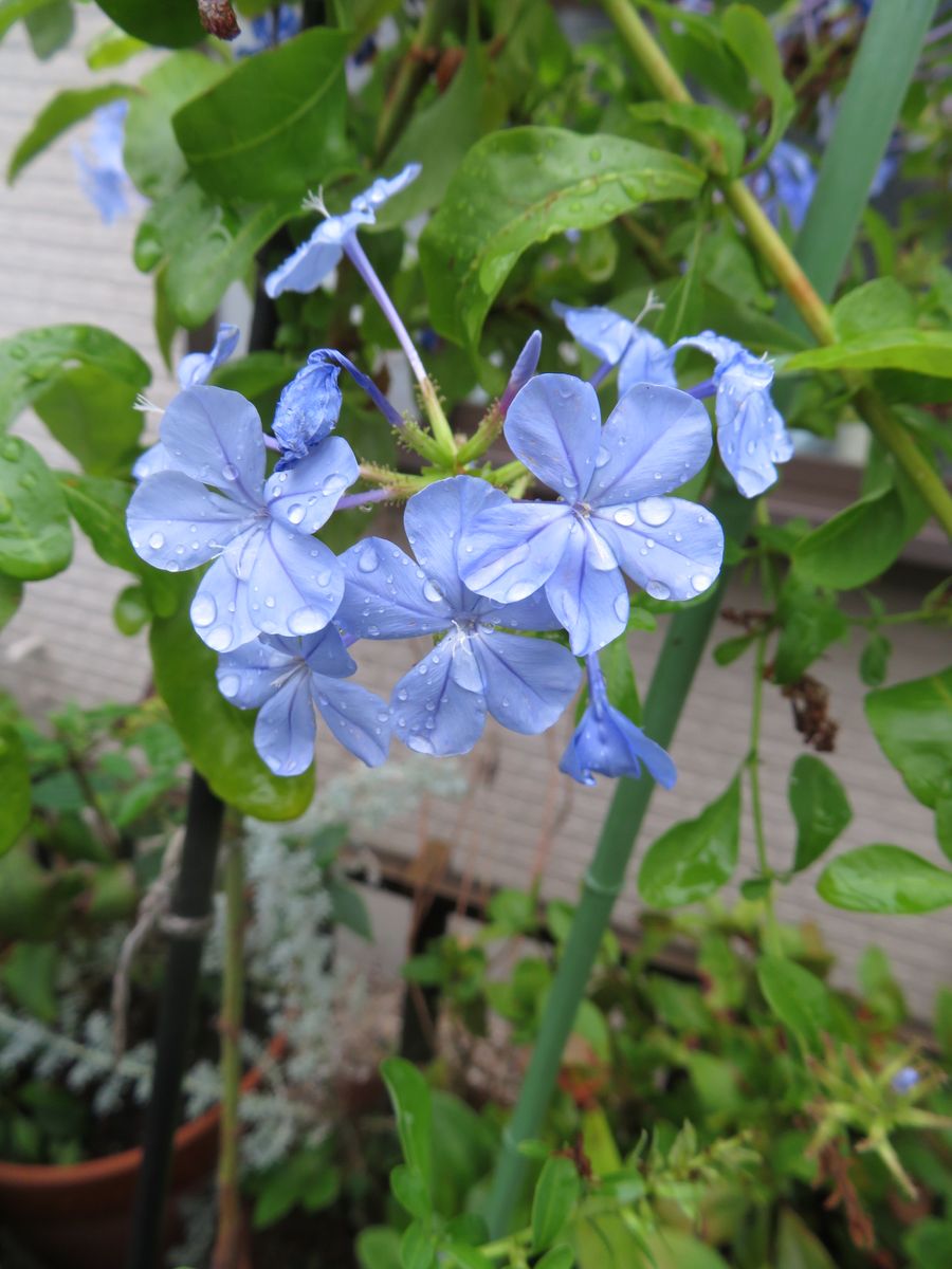 雨のブルー系の🌸