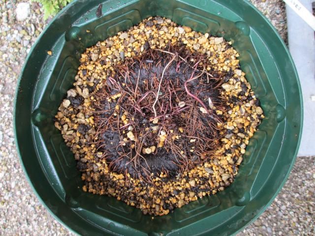 原種シクラメン・ヘデリフォリウム植え替え