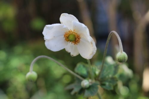 秋明菊と秋の花