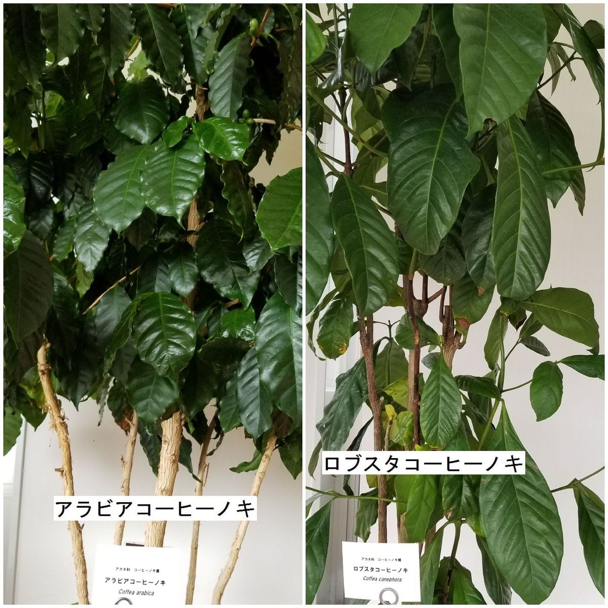 新潟県立植物園～面白いもの見つけた！