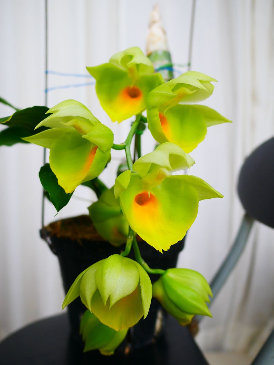 Ctsm.pileatum 'Oro Verde'