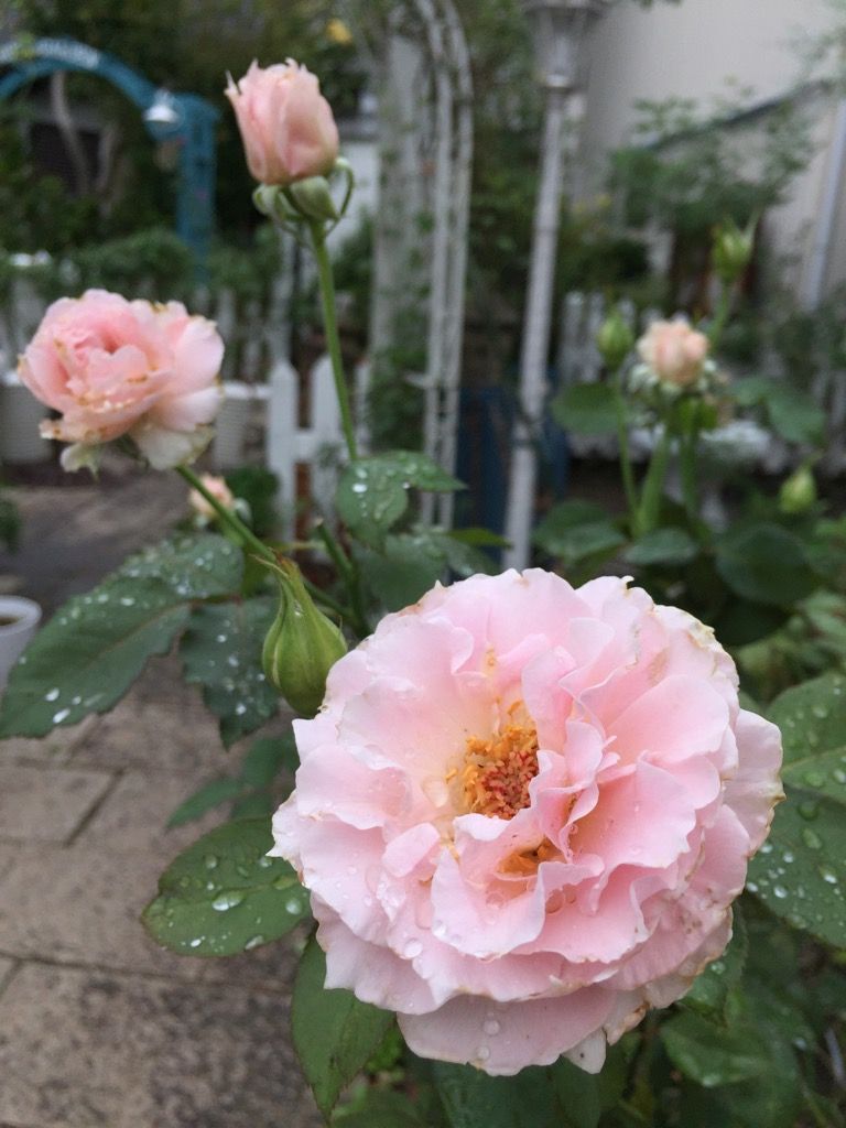 台風に負けなかった子✿