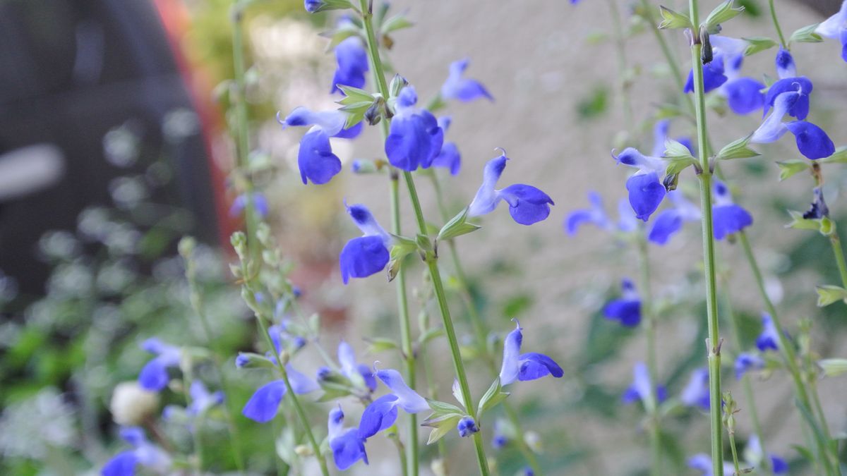 花たちが秋風にゆれて(✿´꒳`)ﾉ°+.*