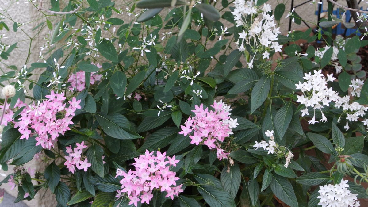 花たちが秋風にゆれて(✿´꒳`)ﾉ°+.*