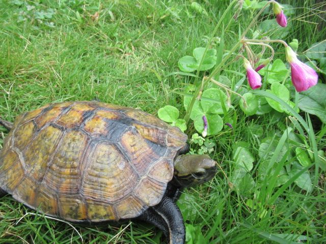 お花とカメ