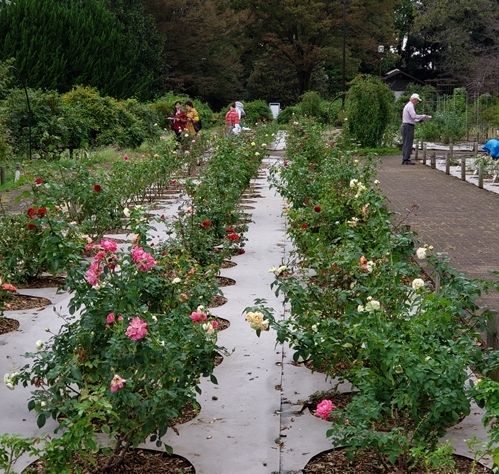 神代植物園に行って来ました。