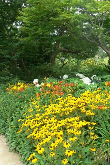 宿根草の底力！