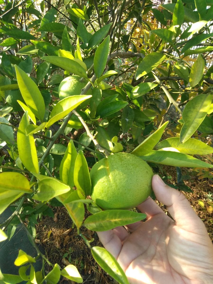 今年は晩白柚の当たり年👋🍊