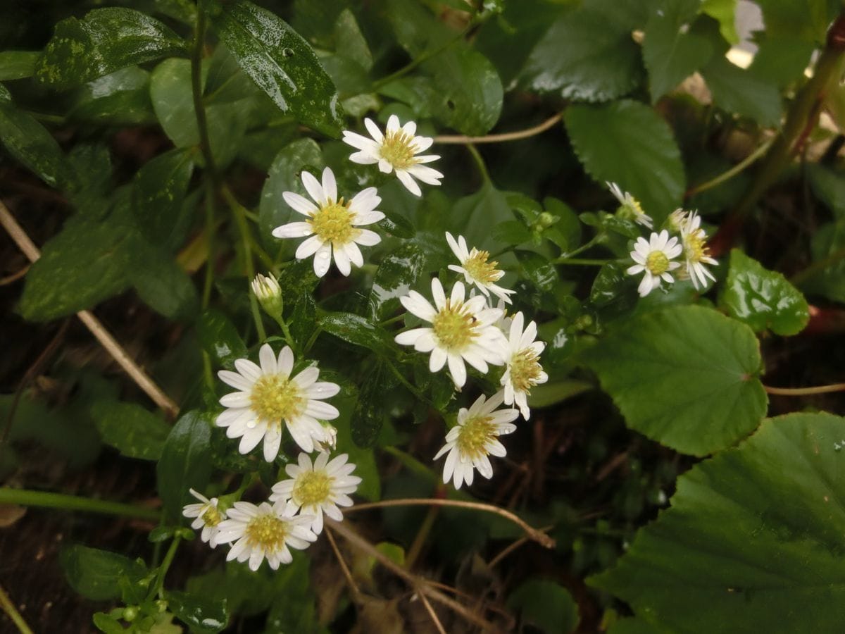 いろんなお花達