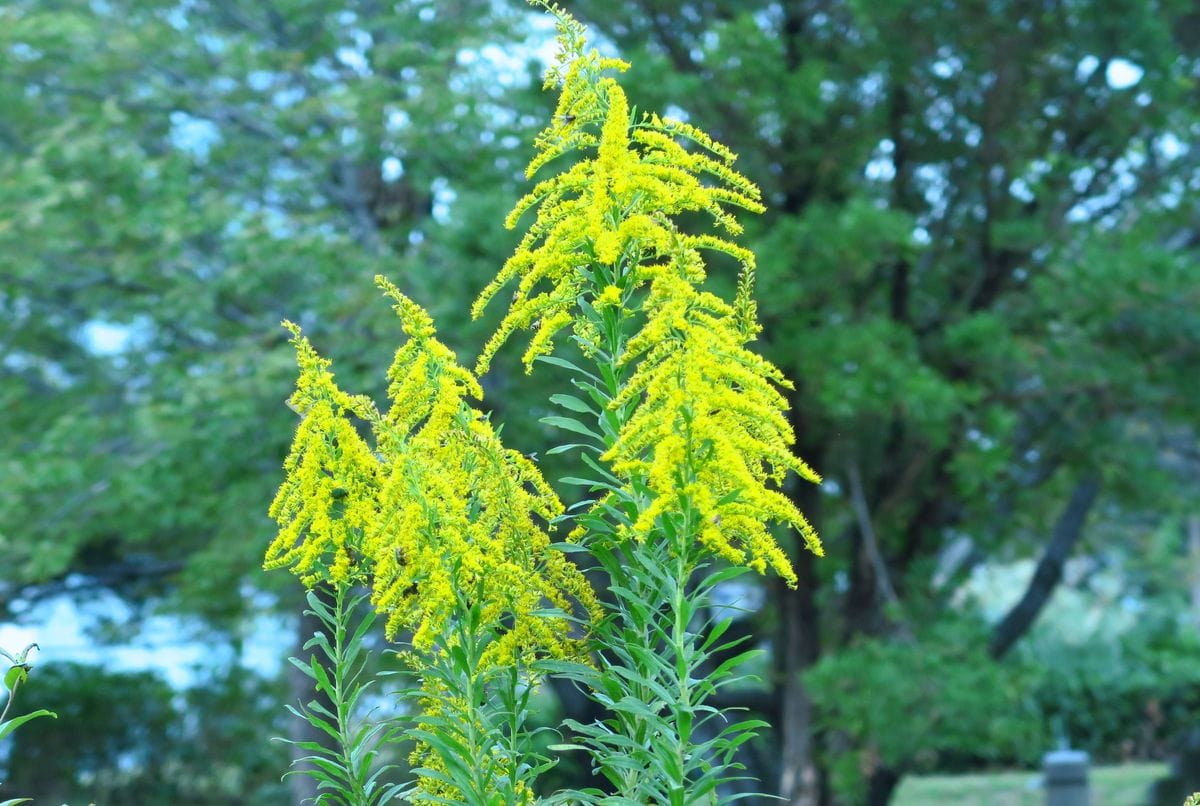 セイダカアワダチソウは帰化植物