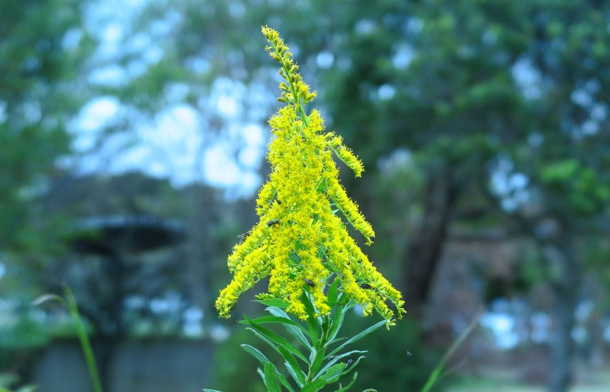 セイダカアワダチソウは帰化植物