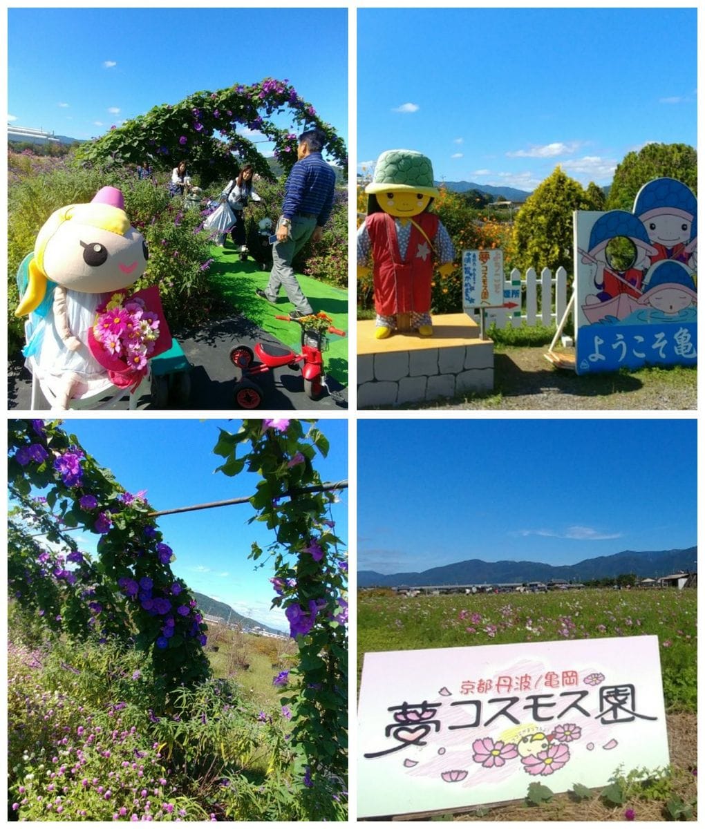 京都丹波　亀岡「夢コスモス園」🚗