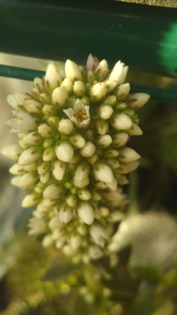 我が家の多肉植物たち🌵✨