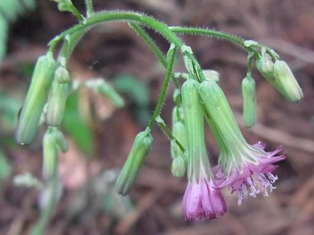 名前は？裏山で見つけた野草！