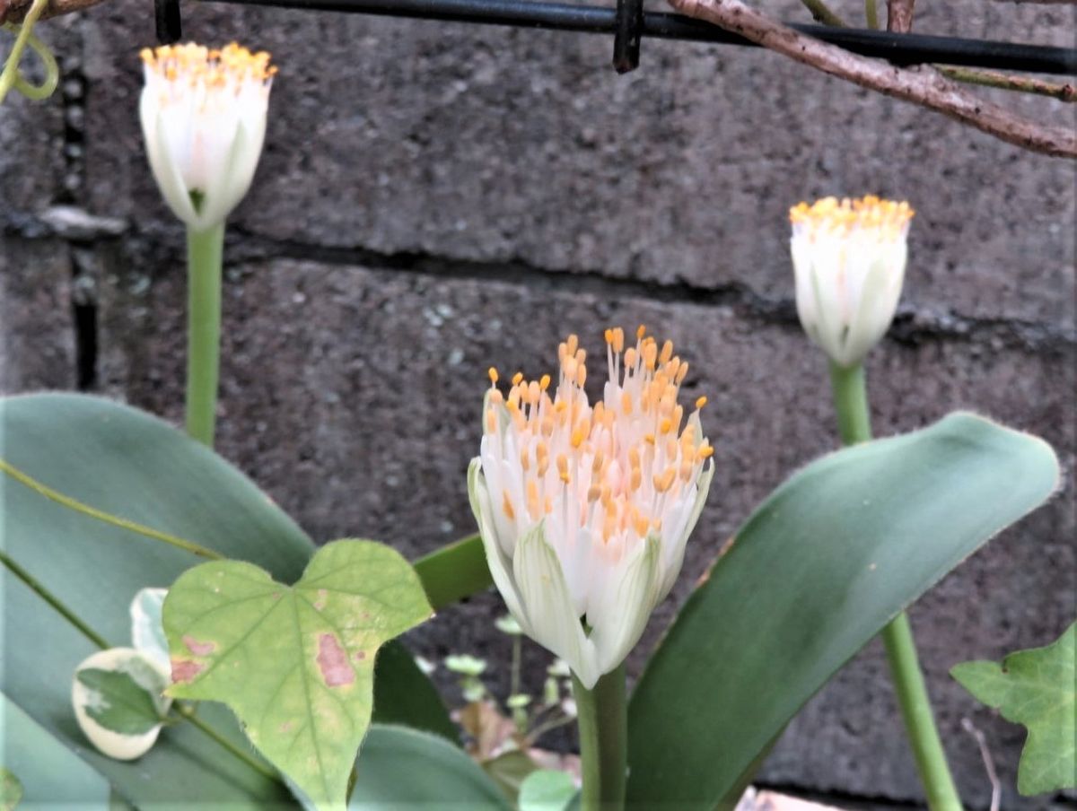 マユハケオモトの花