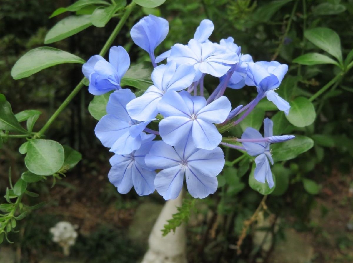 🌻今日の花たち🌻その120