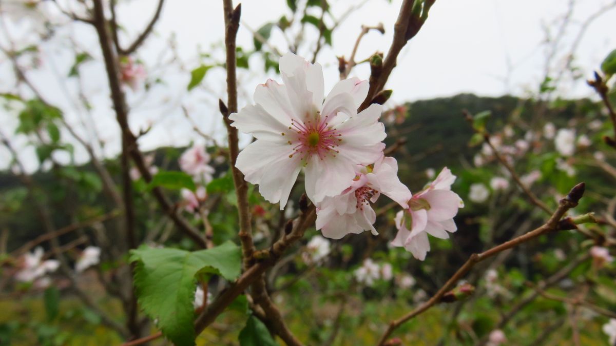 田圃道歩きでみつけた秋-十月桜