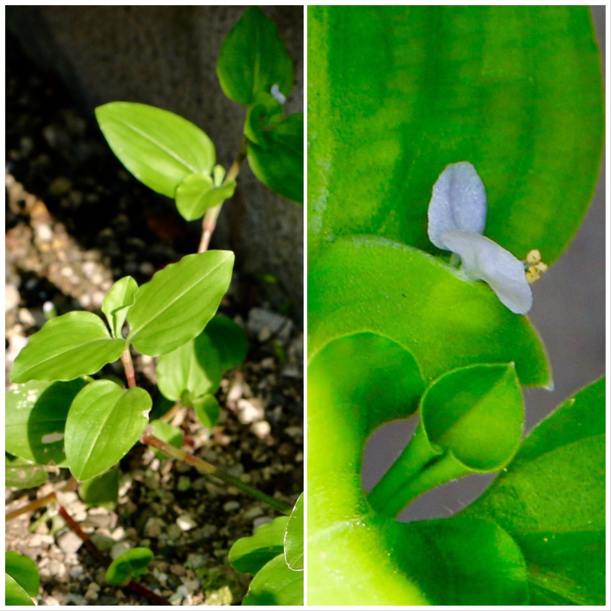 小さな発見🎵ーマルバツユクサというツユクサ🌱