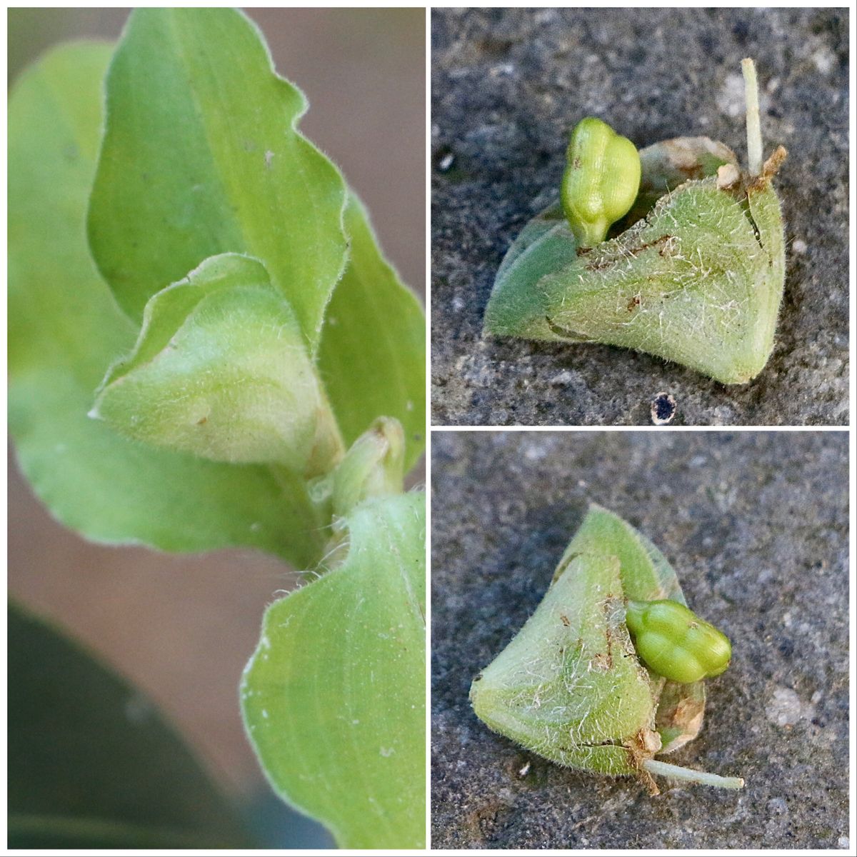 小さな発見🎵ーマルバツユクサというツユクサ🌱