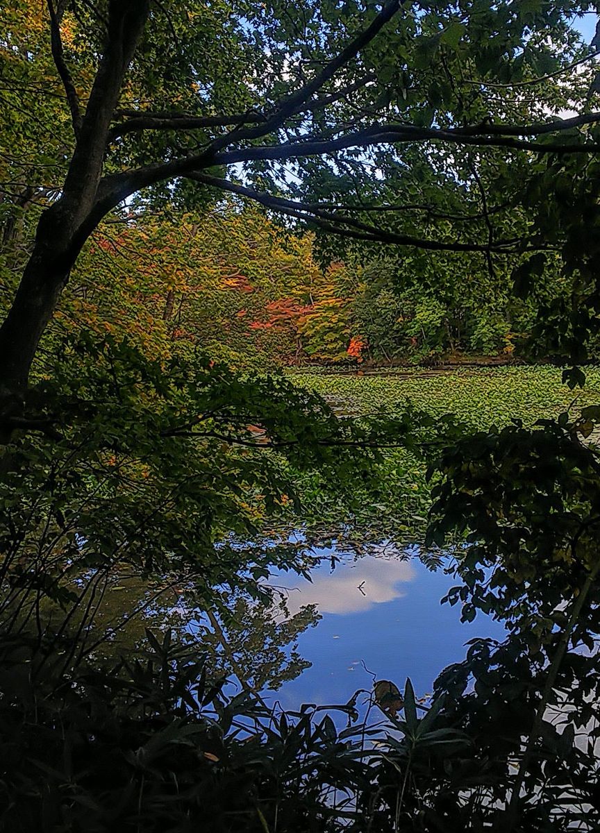 小沼の紅葉