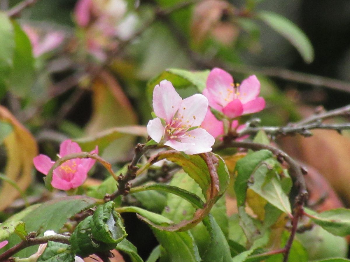 由愛(ゆめ)の花日記♪