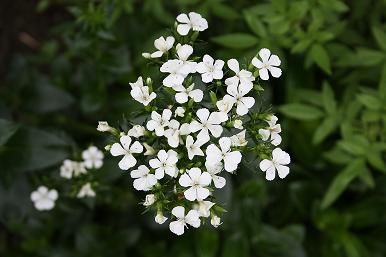 雑草化しそうな花たち