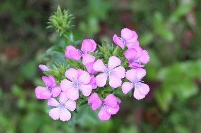 雑草化しそうな花たち