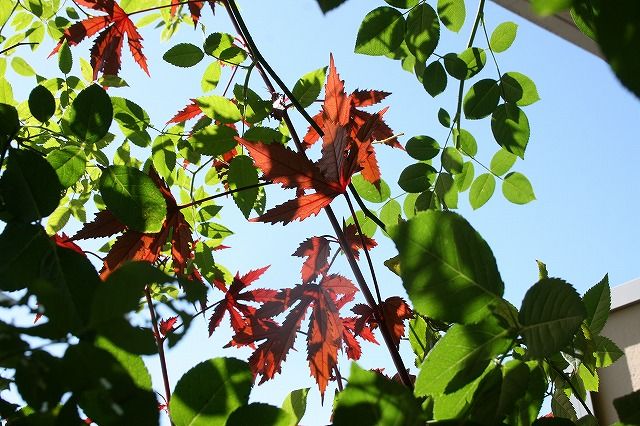 秋の陽射しの中、ナエマが咲いています