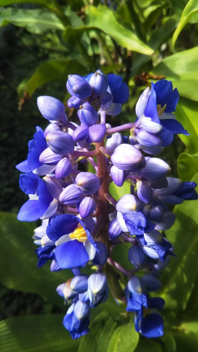 赤塚植物園へ