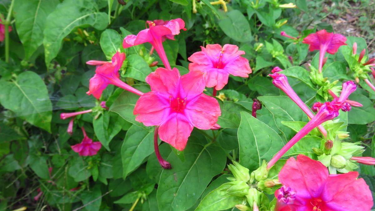 田圃道沿いの花畑ーおしろい花