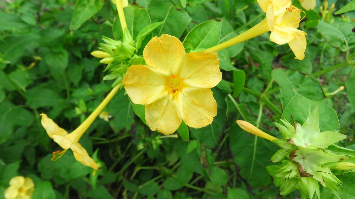 田圃道沿いの花畑ーおしろい花