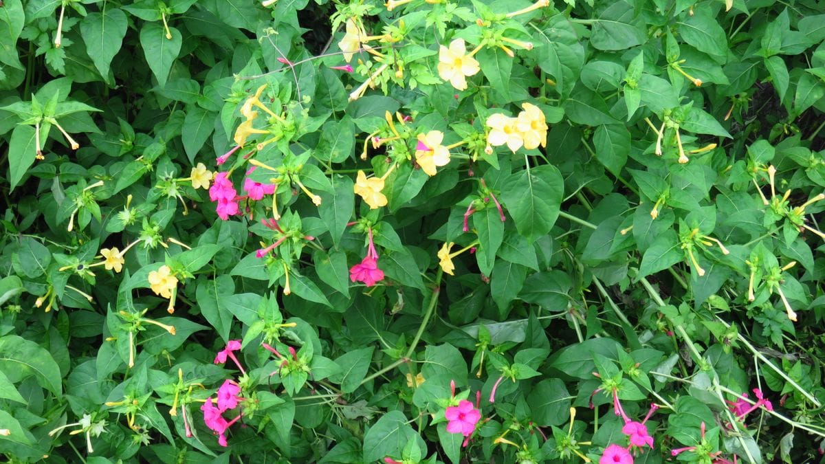 田圃道沿いの花畑ーおしろい花