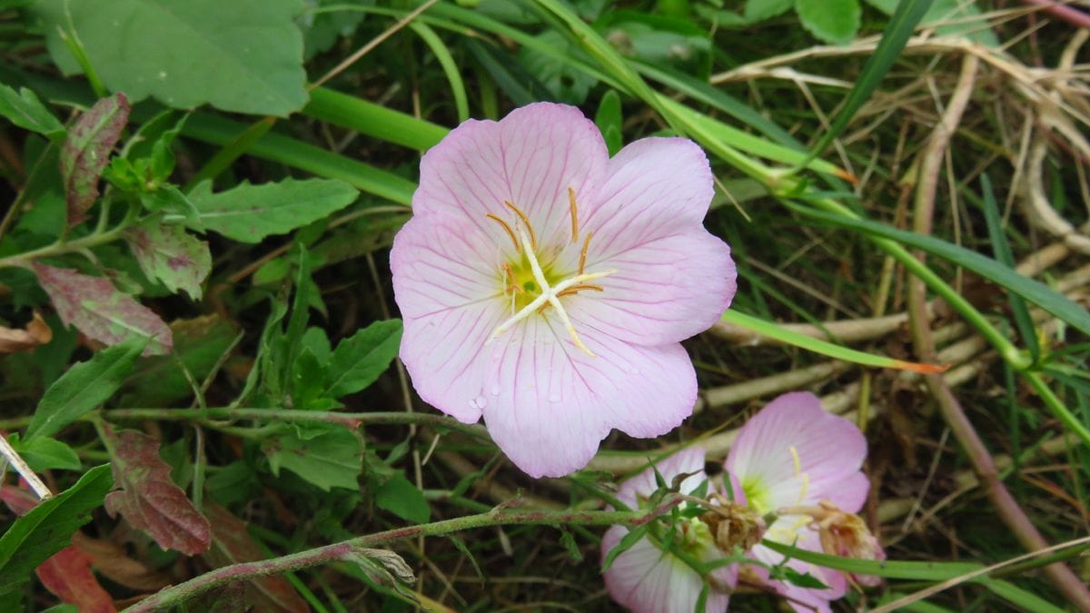 道端の花ー昼咲き月見草