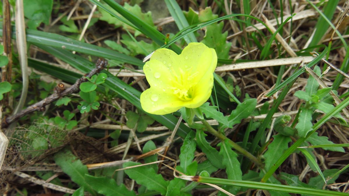 道端の花ー昼咲き月見草