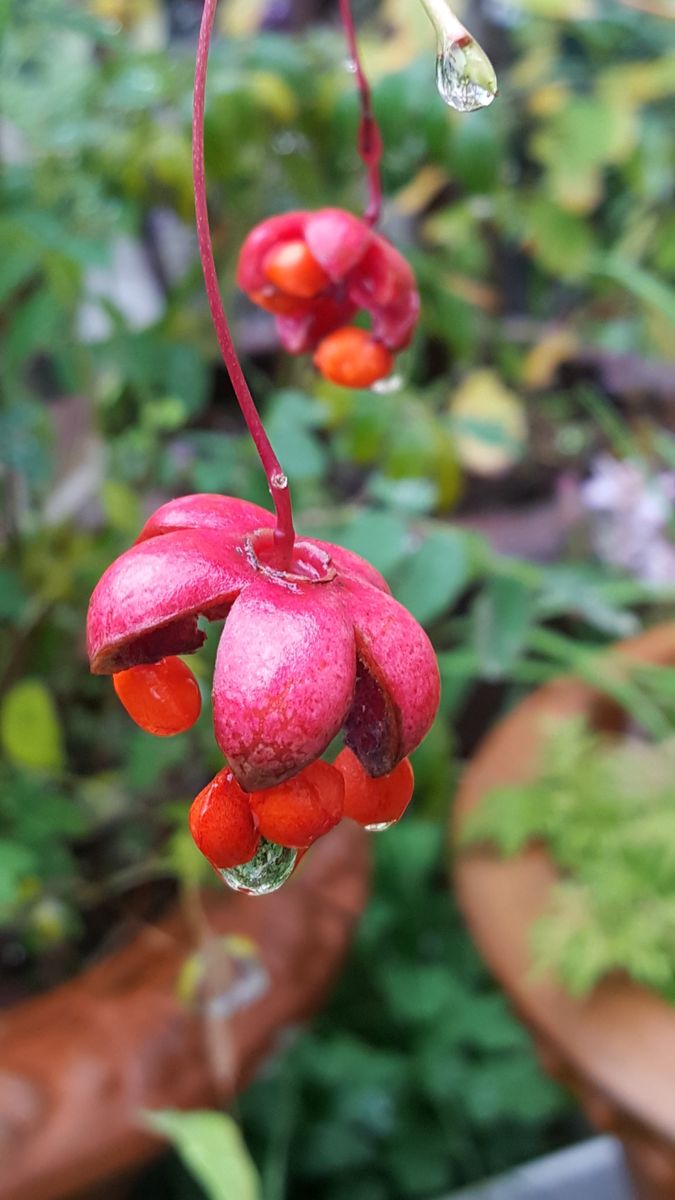 ふくおかルーバルガーデン2～秋の庭便り🍂❗山並みも秋雨☔にかすんでみえます。